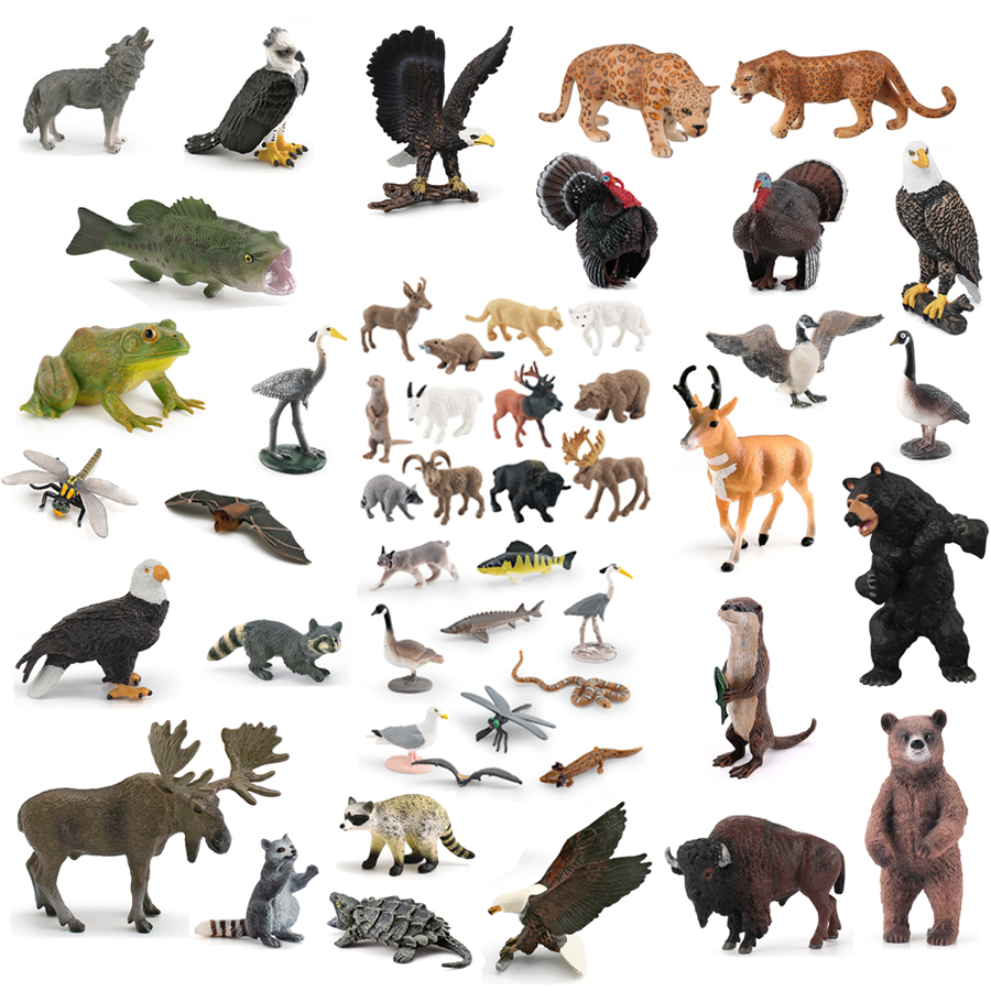 Kids Education Picture - Realistic North American Animals Turkey Bald