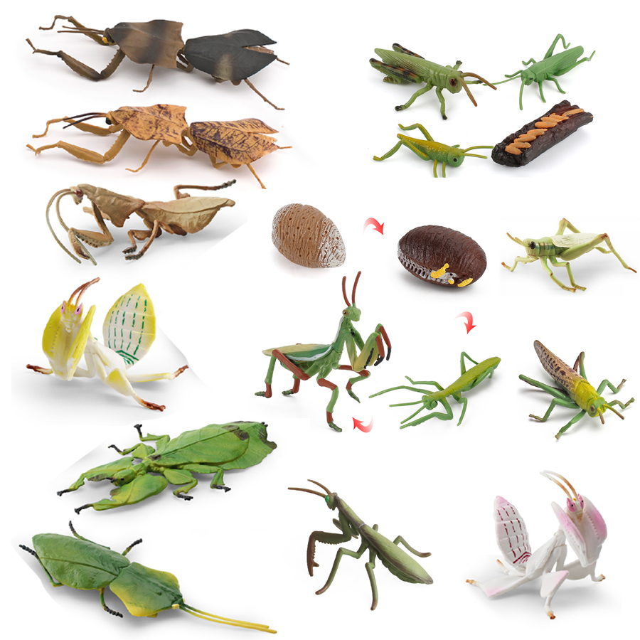 Realistic Orchid Mantis Dead L - огляд і ціна Kids Education Picture
