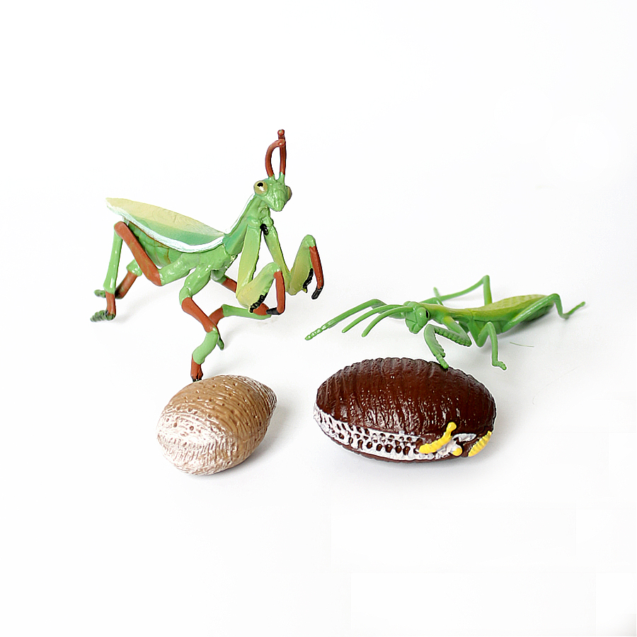 Realistic Orchid Mantis Dead L - огляд і ціна Kids Education Picture